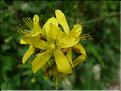 hypericum_perforatum6534