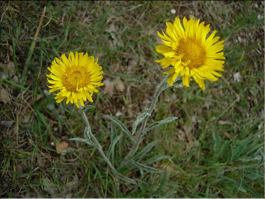inula_montana6585