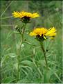 inula_salicina6575