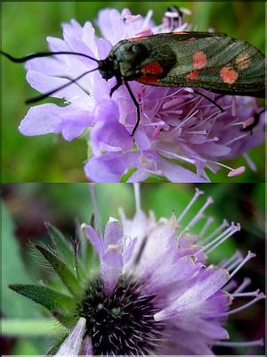 knautia_arvensis6242