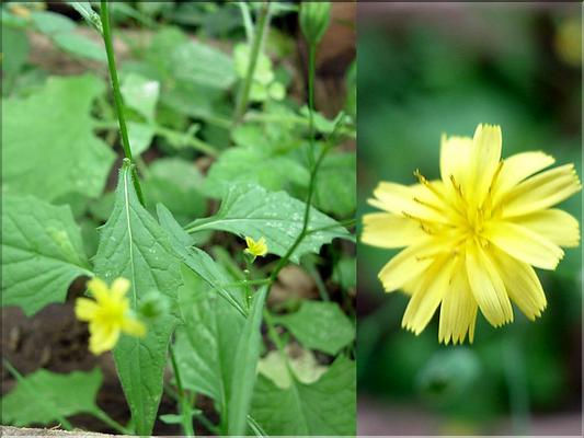 lapsana_communis6532