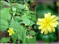 lapsana_communis6532