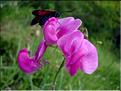 lathyrus_latifolius6536