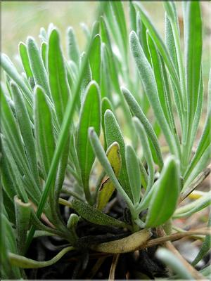 lavandula_angustifolia6510