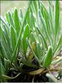 lavandula_angustifolia6510