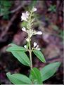 ligustrum_vulgare6458