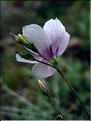 linum_tenuifolium6509