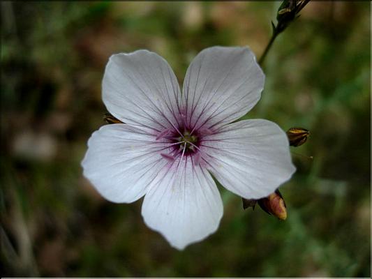 linum_tenuifolium6512