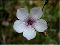 linum_tenuifolium6512