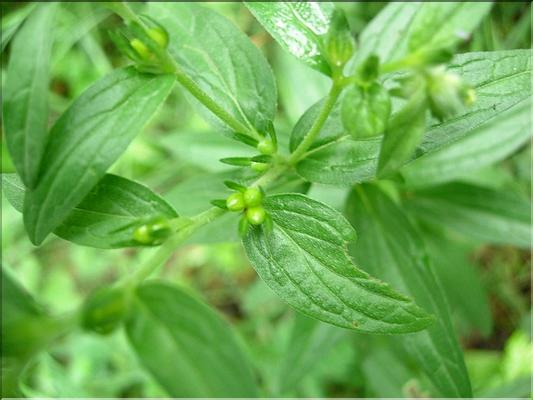 lithospermum_officinale6531
