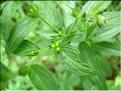 lithospermum_officinale6531