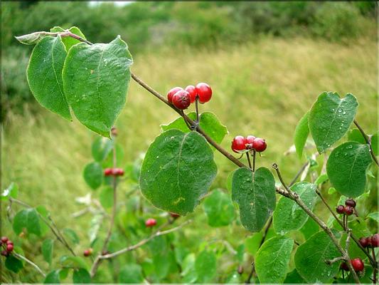 lonicera_xylosteum6466