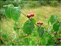 lonicera_xylosteum6466