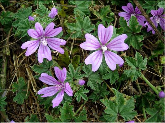 malva_sylvestris6490