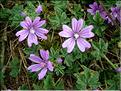 malva_sylvestris6490