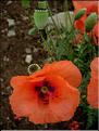 papaver_rhoeas6485