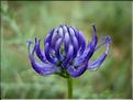 phyteuma_orbiculare6501