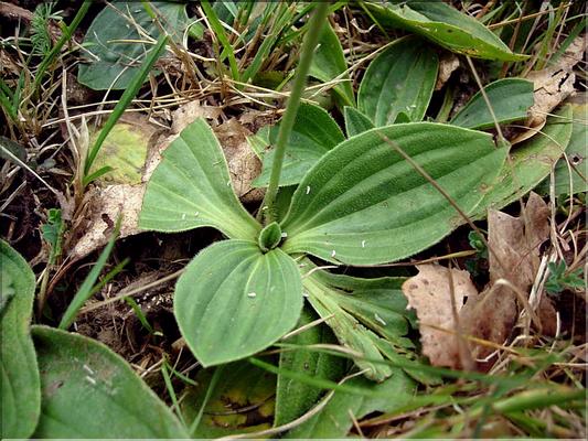 plantago_media6499