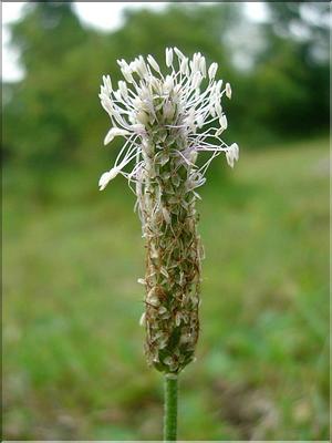 plantago_media6500