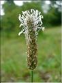 plantago_media6500