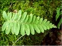 polypodium_vulgare6591