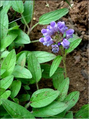 prunella_grandiflora6579