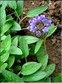 prunella_grandiflora6579