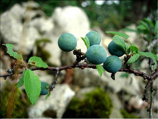 prunus_spinosa6498