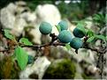 prunus_spinosa6498