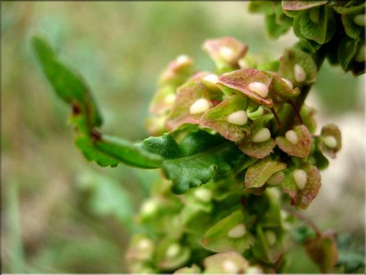 rumex_patientia6494
