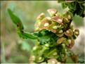 rumex_patientia6494