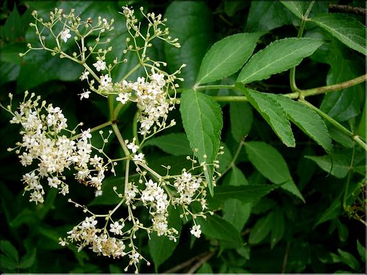 sambucus_nigra6552
