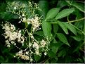 sambucus_nigra6552