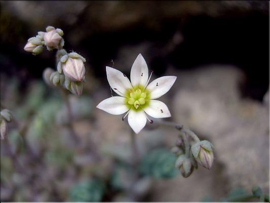 sedum_album6610