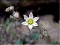 sedum_album6610