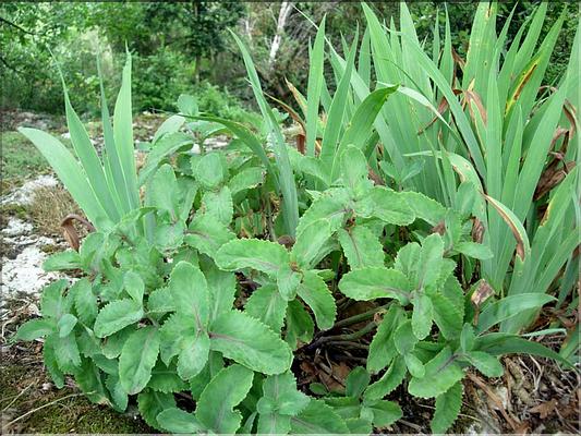 sedum_telephium6611