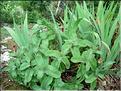 sedum_telephium6611