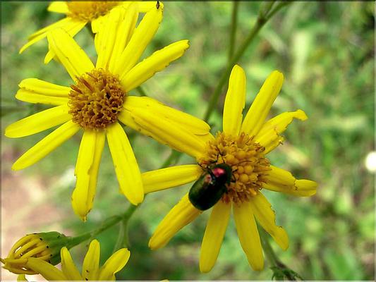 senecio_jacobaea6561