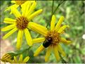 senecio_jacobaea6561
