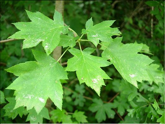 sorbus_torminalis6538