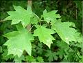 sorbus_torminalis6538