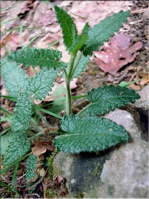 stachys_officinalis6514
