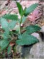 stachys_officinalis6514