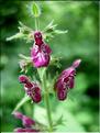 stachys_sylvatica6556