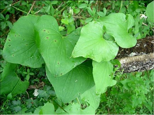 tamus_communis6527