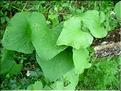 tamus_communis6527