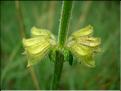 teucrium_scorodonia6587