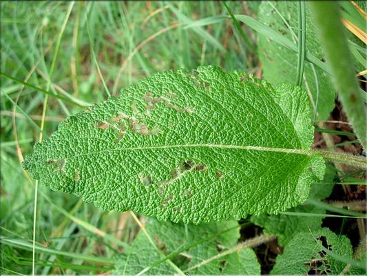 teucrium_scorodonia6588