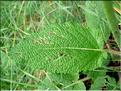 teucrium_scorodonia6588