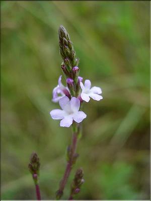 verbena_officinalis6476